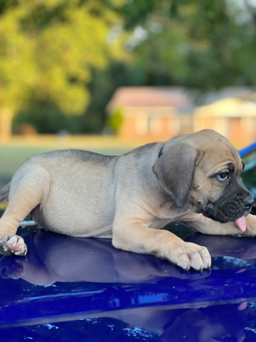Cane Corso – cane corso rehome