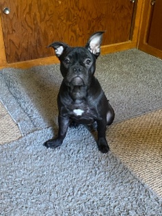 American Bulldog – Pocket Bully Female