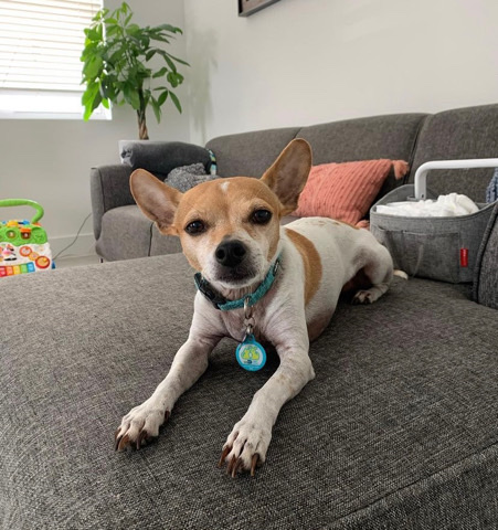 Rat Terrier – Energetic Dosh