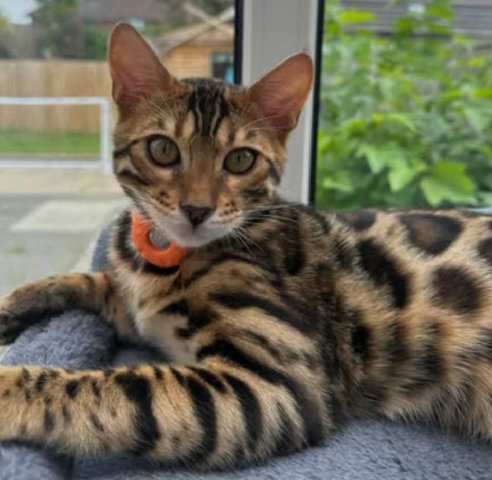 Bengal – bengal cat
