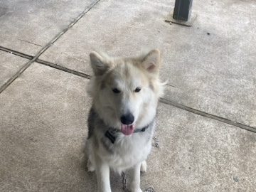 Alaskan Malamute – malamute Alaskan – New York