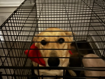 Image of Mixed Breed