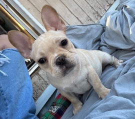 French bulldogs