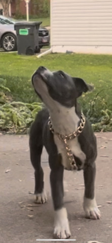 American Pit Bull Terrier – blue nose pit