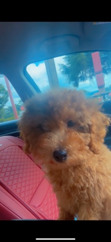 Poodle – Selling Miniature Toy Poodle