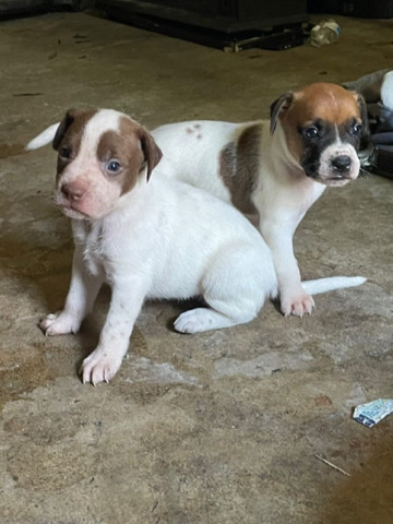 American Pit Bull Terrier – pit bull puppies