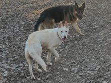 German Shepherd – German Shepherd puppies – Burton