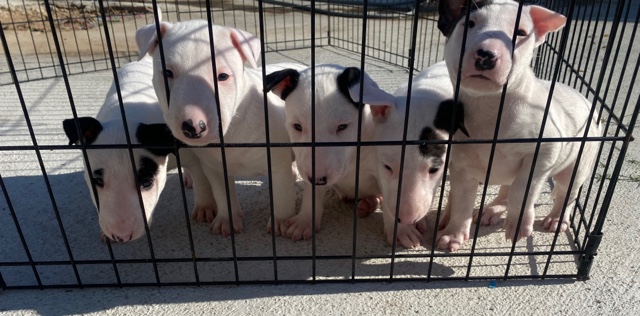 Bull Terrier (Miniature) – miniature bull terriers