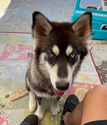 Siberian Husky – Siberian Husky