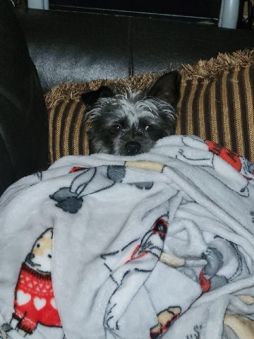 Free puppy