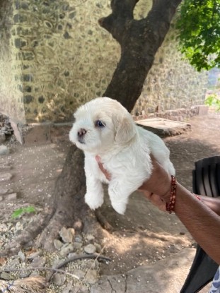 Lhasa Apso – Lhasa Apso for sell