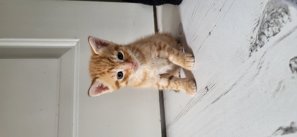 British Shorthair – 1 boy left ginger kittens