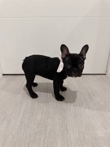 French Bulldog – frenchie female