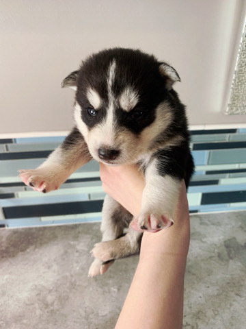 Siberian Husky – Husky Puppies