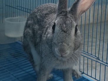 Standard Chinchilla – you can buy it at ₹1000 off "Be a friend of rabbits,they will help you know what you are"----Pratyush Bharti – Patna