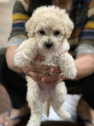 Maltese – Toy Maltipoo