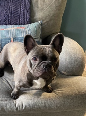 French Bulldog – Stitch