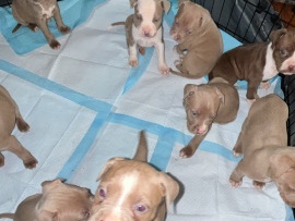 American Pit Bull Terrier – female puppies for sale – Toledo