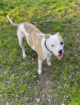 American Staffordshire Terrier – “Seeking a caring Family for My dog”.