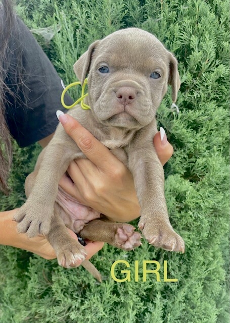 American Pit Bull Terrier – 6 brindle fawn pitbull puppies