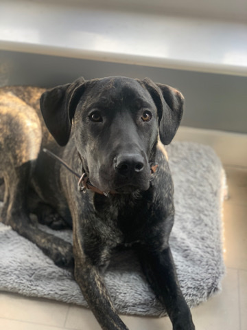 Perro de Presa Canario – Presa Canario for sale