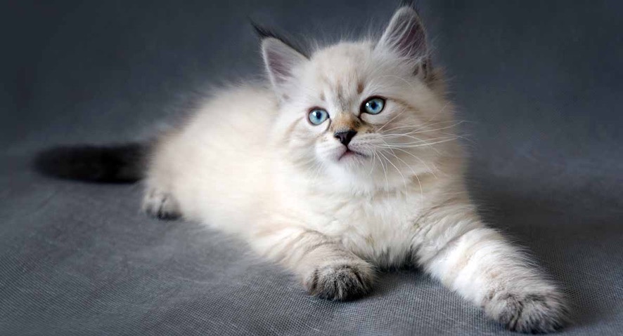 siberian cat