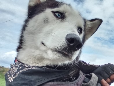 Siberian Husky – Rehoming