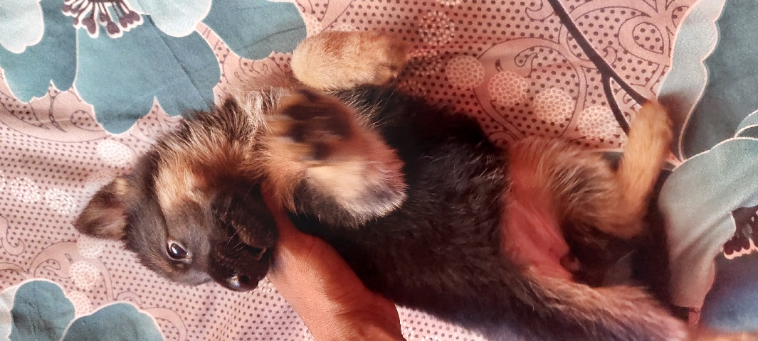 German Shepherd – german shepherd