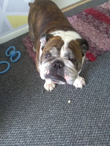 Bulldog – mR
