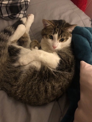 Cat For Sale