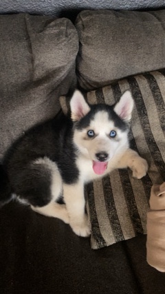 Siberian Husky – Little Oreo !