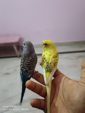 budgie bird