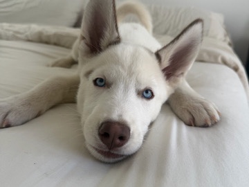 Siberian Husky – 🐶 SibSiberian Husky Puppy – Looking for a Loving Home 💙 – Randolph