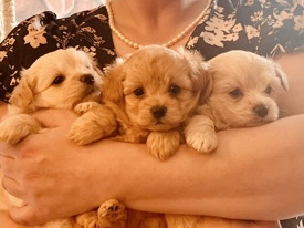 Pomeranian – selling Pomapoos puppies – Macon