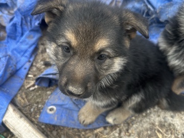 German Shepherd – German Shepherd Puppy for Sale – 8 Weeks Old – Peoria – Peoria