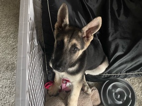 German Shepherd – German Shepherd Puppy – Houston