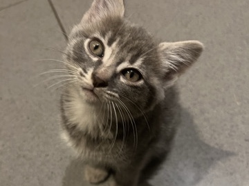 British Semi-longhair – British Semi-longhair Kittens – 9 Weeks Old – Borehamwood – Borehamwood
