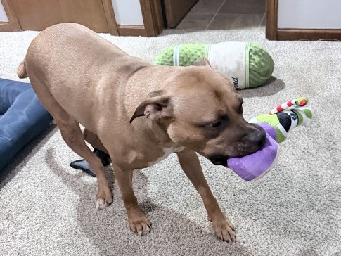 Boxer – JC needs a loving forever home! – Blue Springs