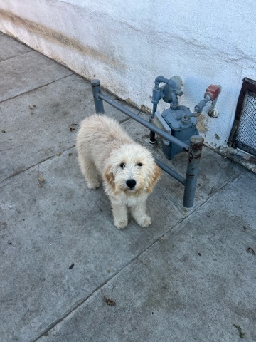 golden doodle