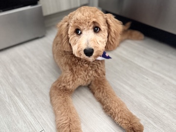 Goldendoodle – Mini Doodle Looking for Forever Home ❤️🐕 – Tampa