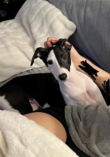 Adorable Black/white IG