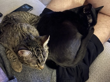 American Shorthair – American Shorthair Sisters for Sale – 3 Years Old in Nacogdoches – Nacogdoches