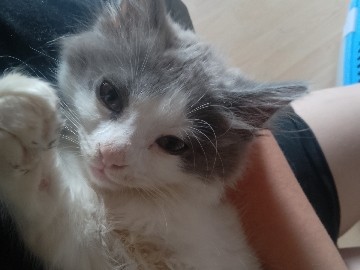 British Longhair – verschmuster Kater suche ein Zuhause – Henstedt-Ulzburg