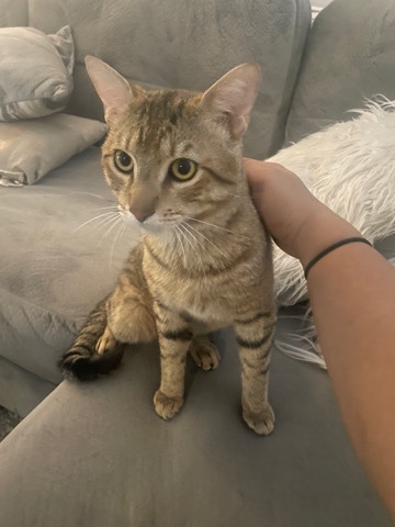 American Shorthair – zoro needs a home