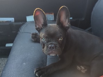 French Bulldog - Male French Bulldog Puppy available for adoption in London