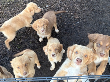 Nova Scotia Duck Tolling Retriever – Nova Scotia Duck Tolling Retriever/Australien Shepherd – Behrendorf