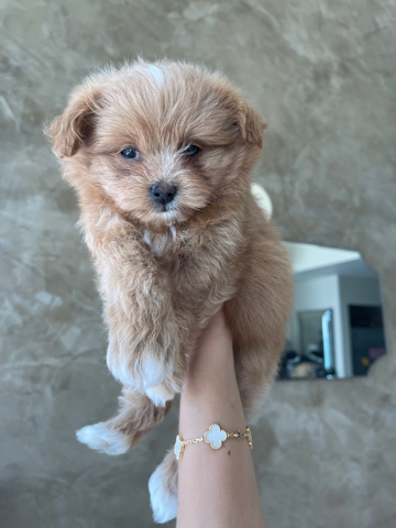 Pomapoo
