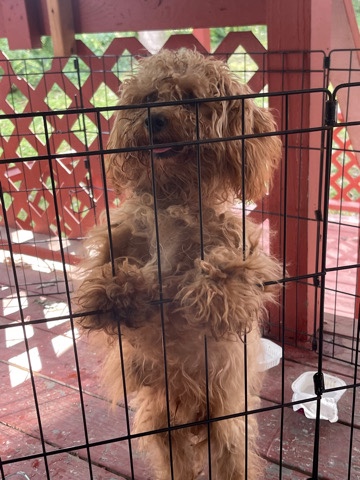 Poodle – toy poodle puppy