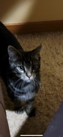 His name is Icis (eye-sis) and he is 4 months old.