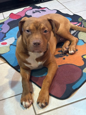 American Pit Bull Terrier – Dog for sell